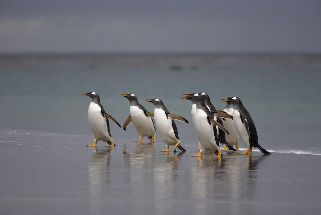 emperor penguins