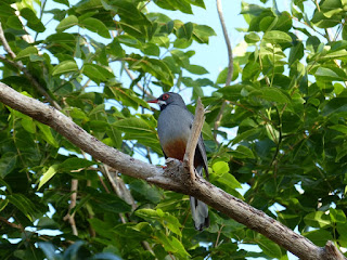 Turdus plumbeus - Merle vantard