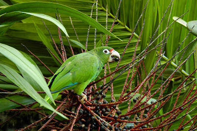 (Puerto Rico) – El Yunque tropical rainforest