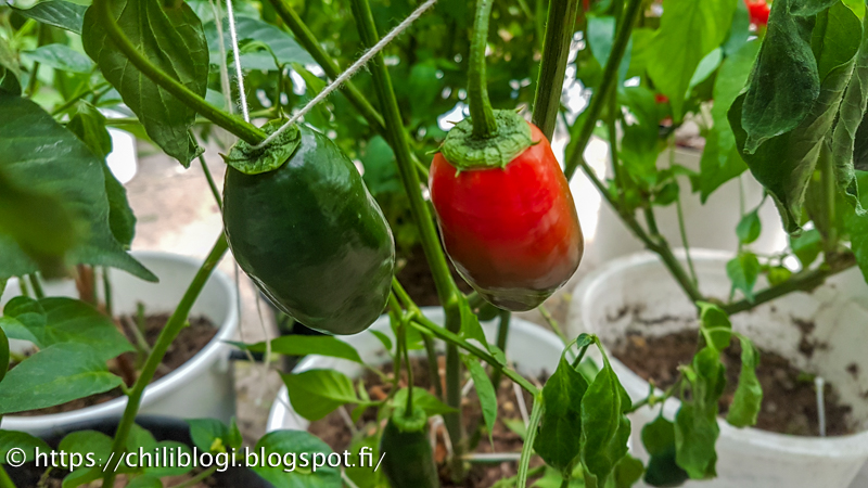 Rocoto Montufar kypsyy