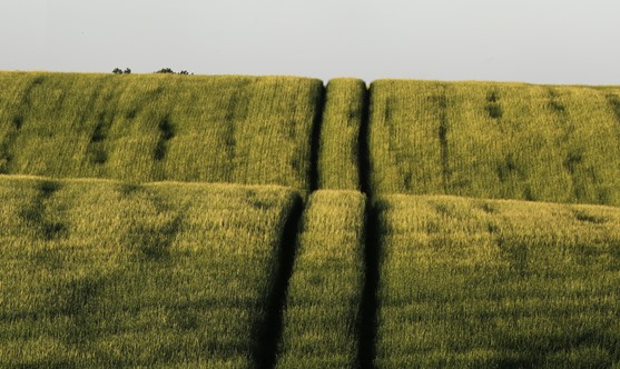 Steglitser 875