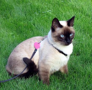 Cat Breeds, Siamese Cats, Pet Insurance Health