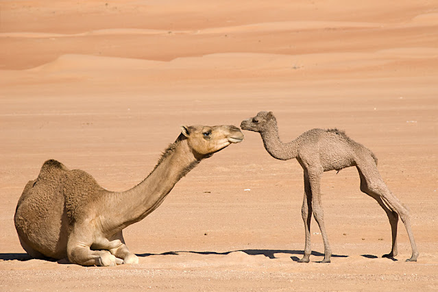 camel hd images