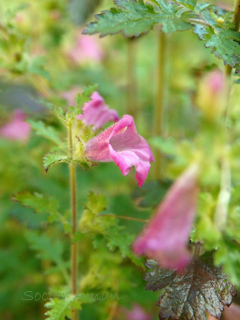 Phtheirospermum japonicum