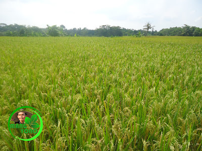 Petani Blok Tegalsungsang, Pagaden Barat, Subang sebentar lagi panen raya