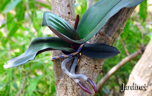 Como tirar mudas (keikes) de orquídeas phalaenopsis 