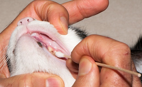 رائحة الفم الكريهة في القطط أسبابها وعلاجها ومنعها