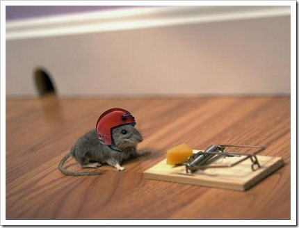 Courageous mouse and mouse trap