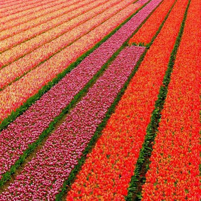 Tulip fields Netherlands