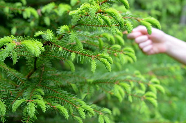 Bild von hellgrünen Maiwipferln an dunkelgrünen Tannenzweigen. Eine Hand greift nach einem Maiwipferl.