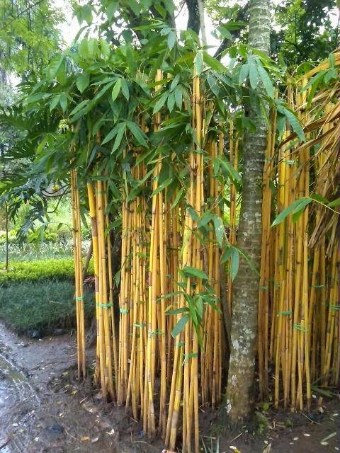Tanaman Bambu  Hias  Pohon Bambu  Panda Pohon Bambu  Kuning