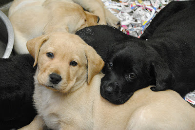 A pile of Labrador puppies!