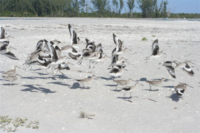 birds on Don Pedro Island