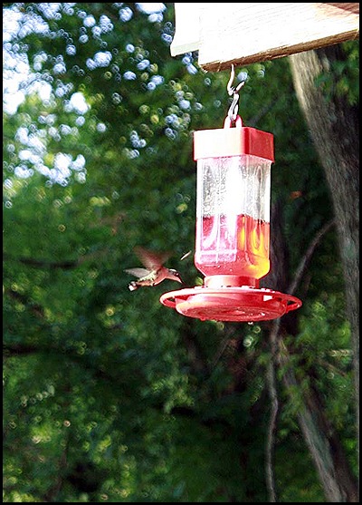 hummingbird3