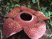 Ih Ngeri Ternyata Ada Mitos Di Balik Keindahan Rafflesia Arnoldii