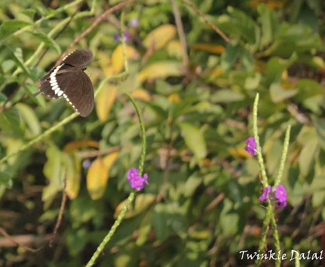 Things to do in Thane, Casual Abstractions, Butterfly, Wildlife in Mumbai