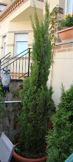 Ciprés (Cupressus sempervirens 'Totem').