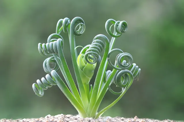 albuca spiralis planta