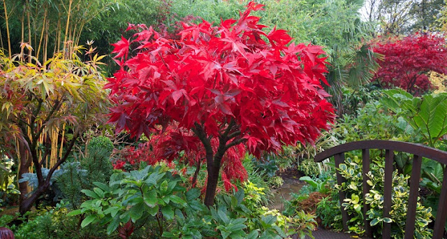 Acer palmatum 'Osakazuki' in red autumn colour