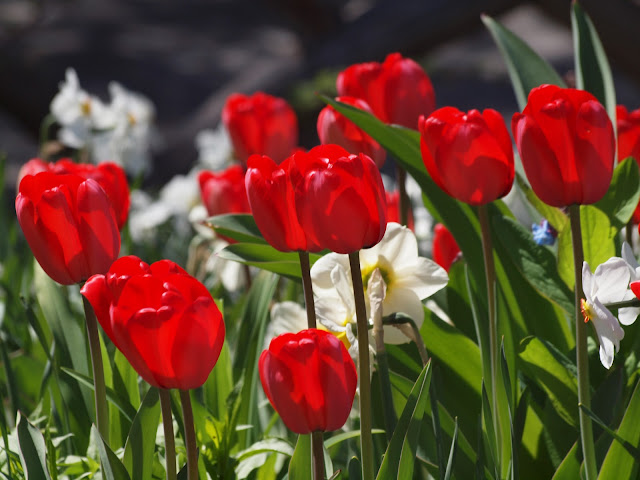 Tulips, Shakespeare's Garden, Central Park, NYC