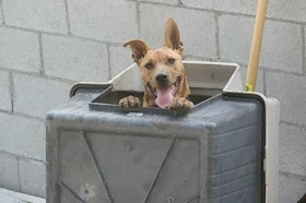 Cute dogs - part 3 (50 pics), dog inside a garbage bin