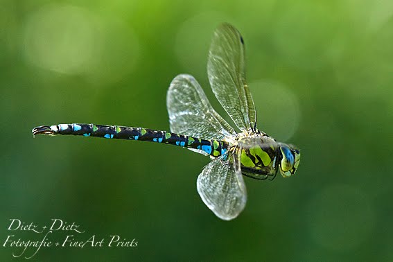 Blaugrüne Mosaikjungfer (Aeshna cyanea)