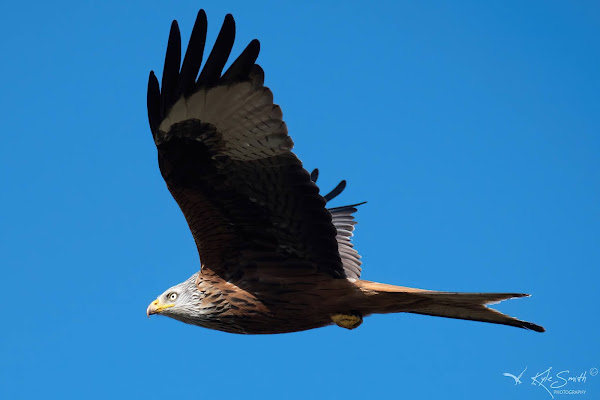 Red kite