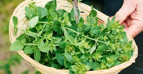 Oregano lowers blood pressure