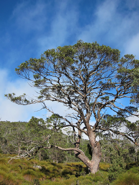 eucalyptus tree