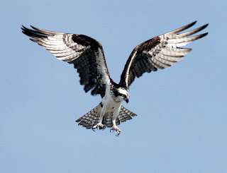 Osprey landing courtesy of NASA