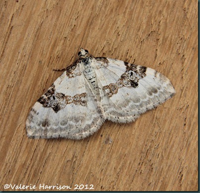 Silver-Ground-Carpet (2)