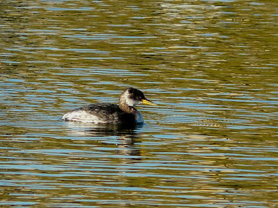 Red Necked Grebe, Fairhaven Lake