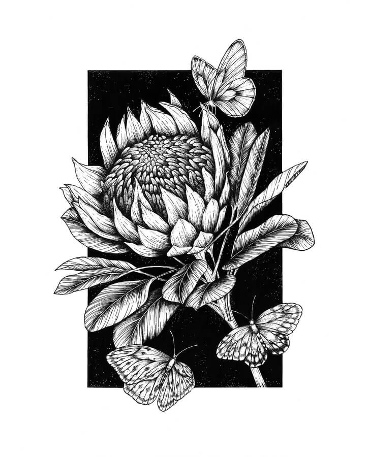 08-King-Protea-flower-Marina-Tim-www-designstack-co