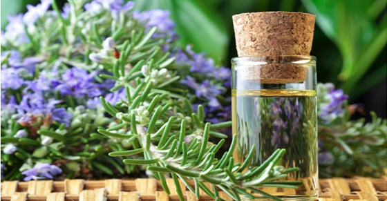 Scientists Find Sniffing Rosemary Can Increase Memory By 75%