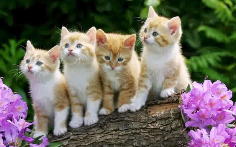 Wallpaper Gambar Kucing Expresi Lucu Marah Cute Sedih Wallpaper Gambar Kucing Expresi Lucu Marah Cute Sedih