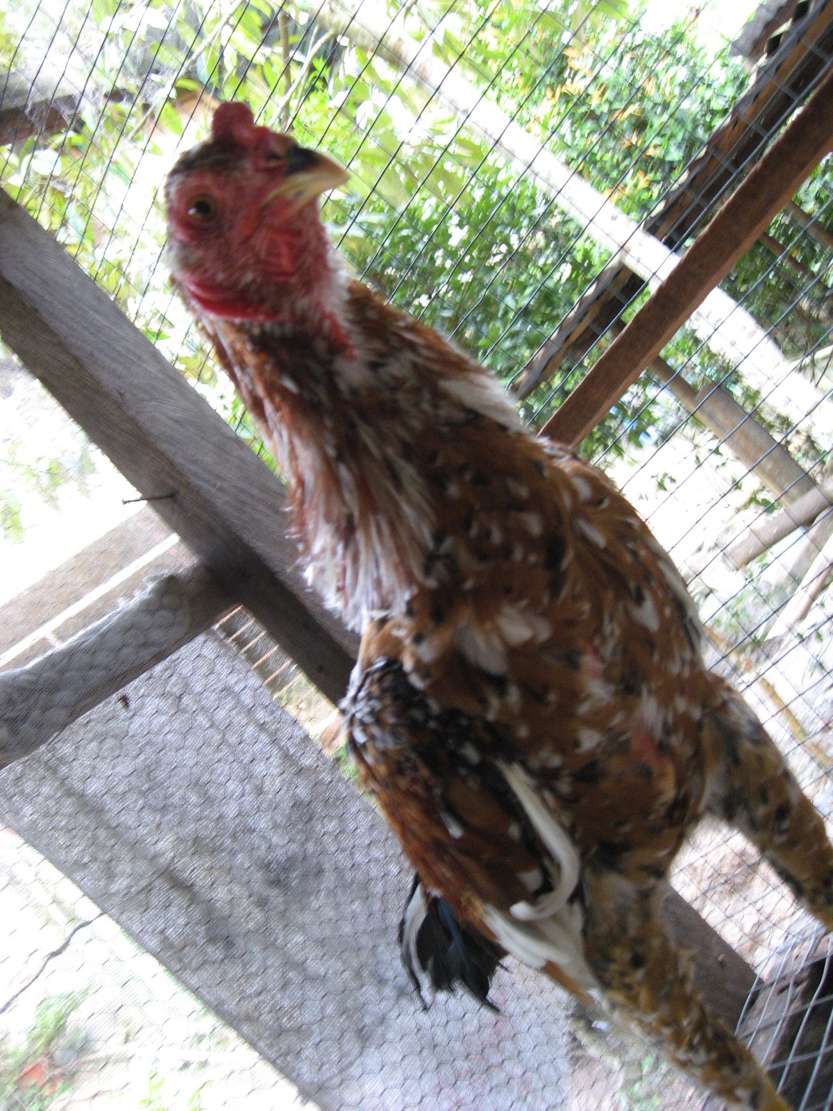  Ayam  Sabung koleksi gambar 