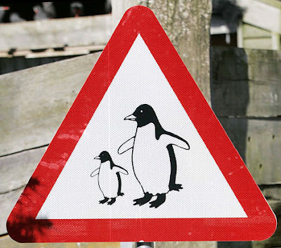 The world's first zebra crossing for penguins
