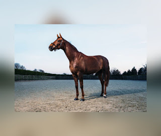 This is illustartion indicating the Thoroughbred Horse Breed (One of the Most Popular Horse Breeds in the World)