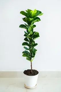 A close-up of a fiddle leaf fig plant, showcasing its large, glossy green leaves and distinctive leaf shape.