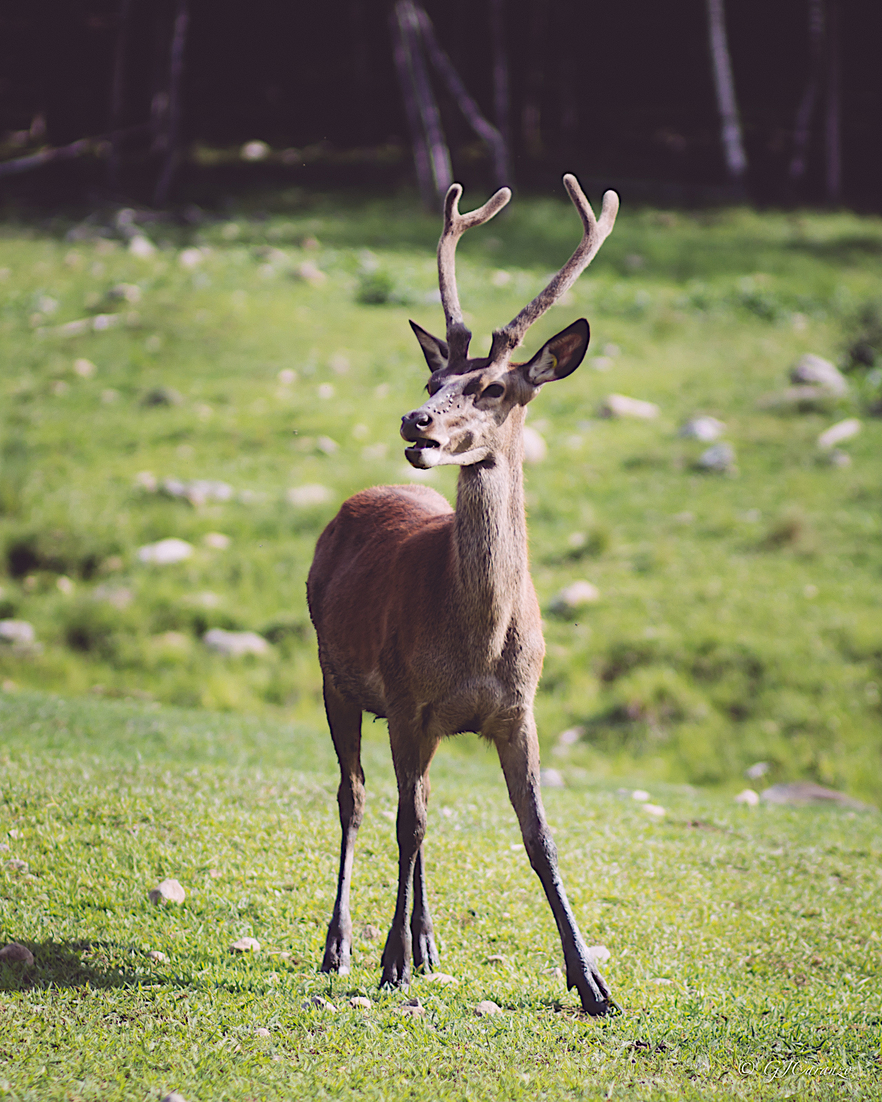 Parc Omega: Things To Do in Quebec, Canada