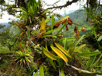 Masdevallia peristeria care and culture