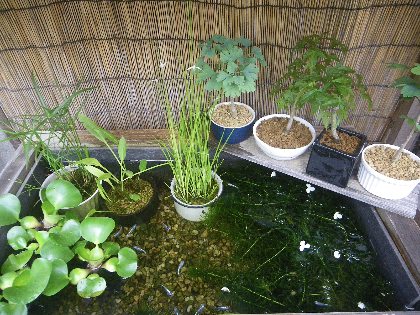 梅雨入りして水草は元気ですが メダカの日照不足に注意しましょう メダカの大工