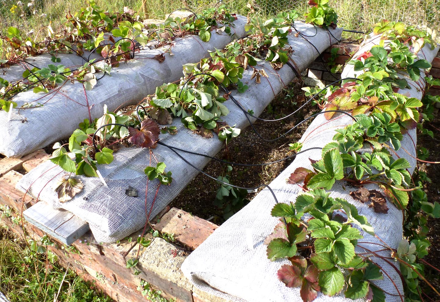 Planting Strawberries