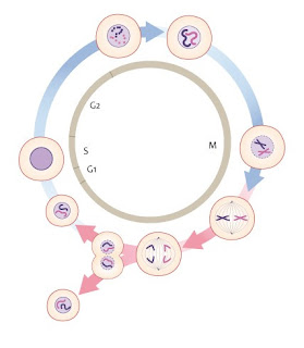 Scientists are continuing to learn that the simple cell is not simple after all. Its complexity defies evolution and affirms the genius of the Creator