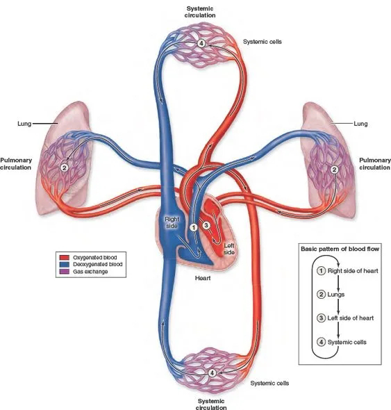 systemic and pulmonary circulation