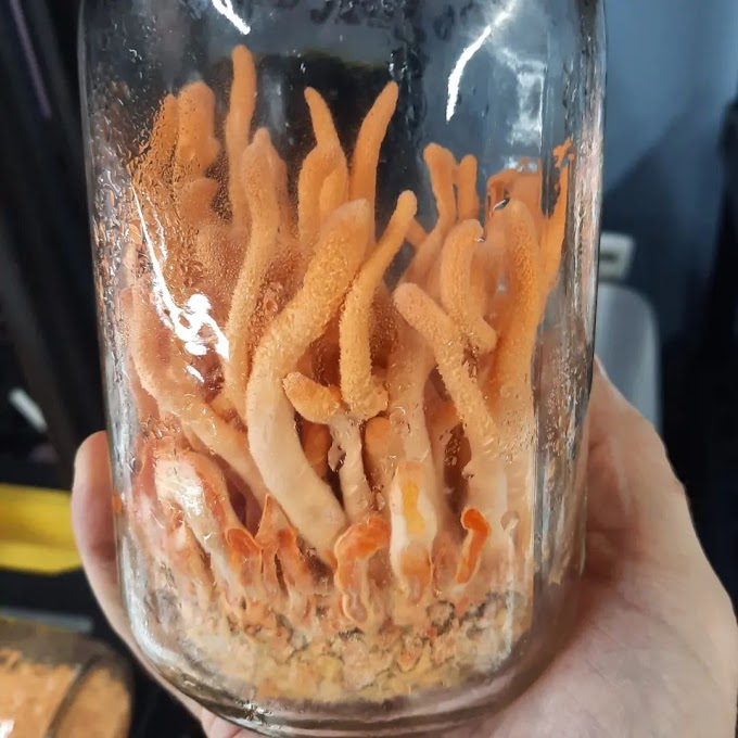 Buy Cordyceps Mushroom Products in Kansas | Cordyceps Mushroom Company in Kansas