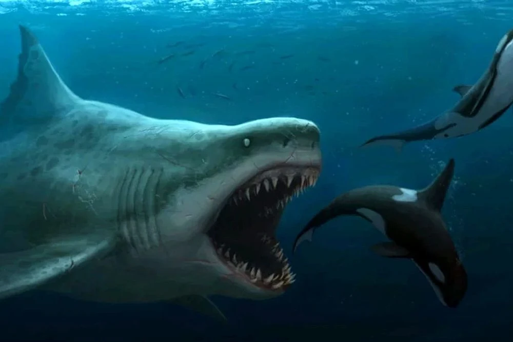 Cuánta cantidad podía comer el megalodon por día