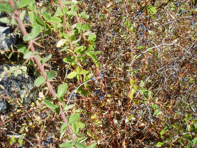 AGRACEJO: Berberis vulgaris