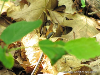 Eastern Ribbon Snake