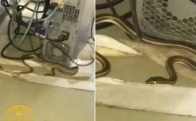 Girl student in Saudi Arabia scares classmates with Snake